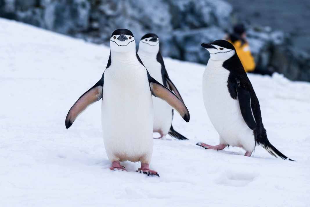 PINGUINOS ANTARTIDA