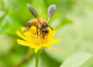 Científicos diseñan sistema de visión biónica con IA y estructura inspirada en insectos