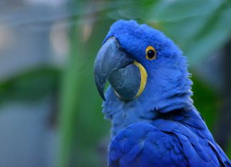 Naturalista, la ‘red social de la naturaleza’ que muestra la biodiversidad de México