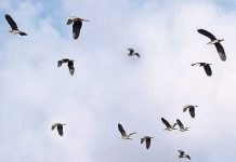 El canto de las aves en peligro de extinción