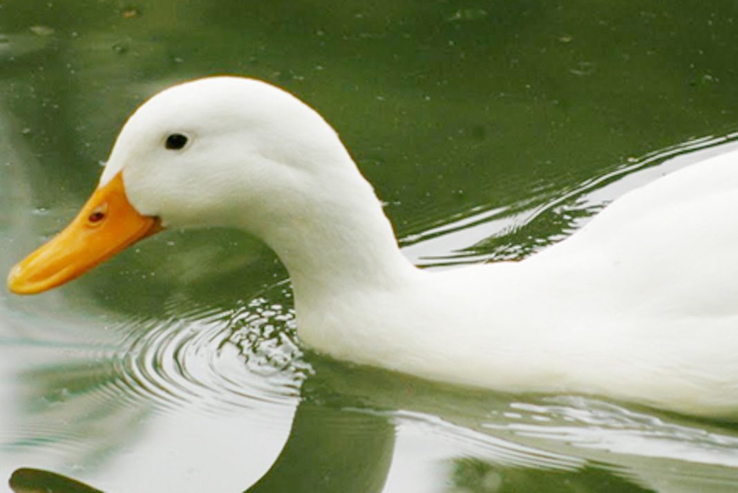 Pato