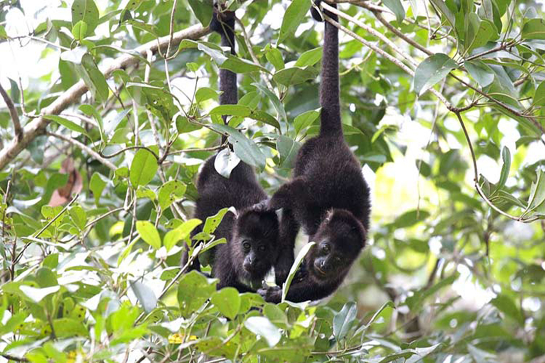 monos