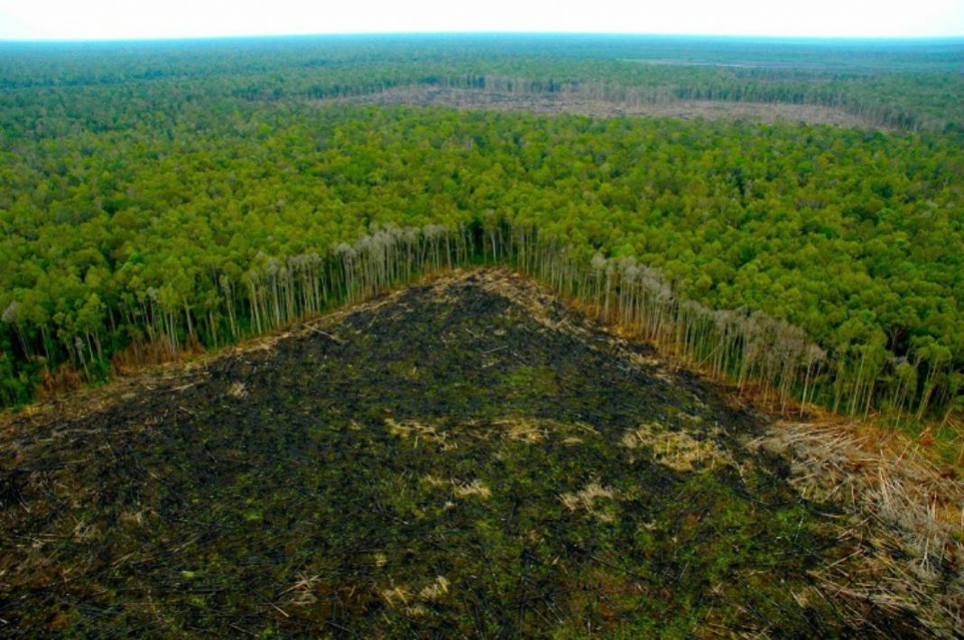 Deforestación amazonas