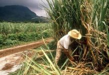 Veracruz azúcar: exportaciones a EU se disparan 512%