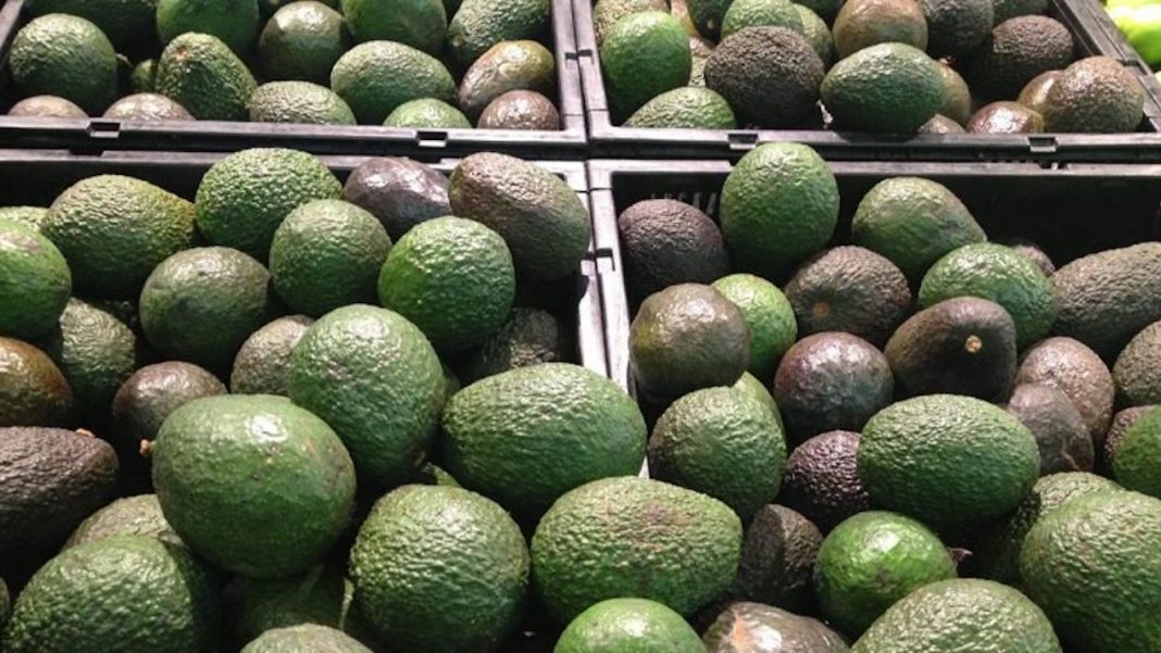 aguacate, tequila, Exportaciones mexicanas,