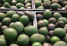 México envía 9 mil toneladas de aguacate a EU