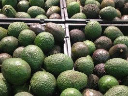 México envía 9 mil toneladas de aguacate a EU