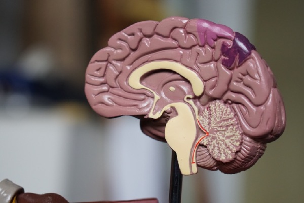 cerebro, memoria