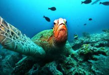 Van 35 tortugas muertas en Veracruz en 2026