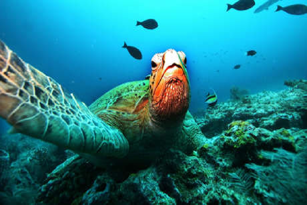 tortuga