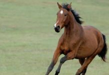 ‘Príncipe azul’ en caballo salva a un hombre de ahogarse en un río