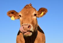 Invasión de vacas interrumpe partido de futbol (VIDEO)