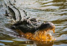 Cocodrilo interrumpe competencia infantil en Cozumel (VIDEO)