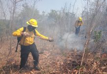 Conafor advierte por incremento en número de incendios