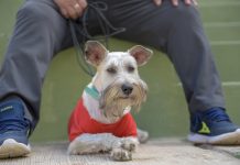 Adopciones de animales, se paralizaron por la pandemia: AC