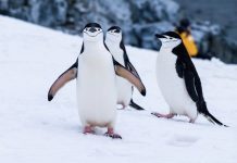 Captan buceo de pingüinos cazando comida (VIDEO)