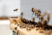 Abejas retrasan vuelo en Cancún (VIDEO)