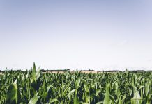 Fertilizante incrementó costo en 100%