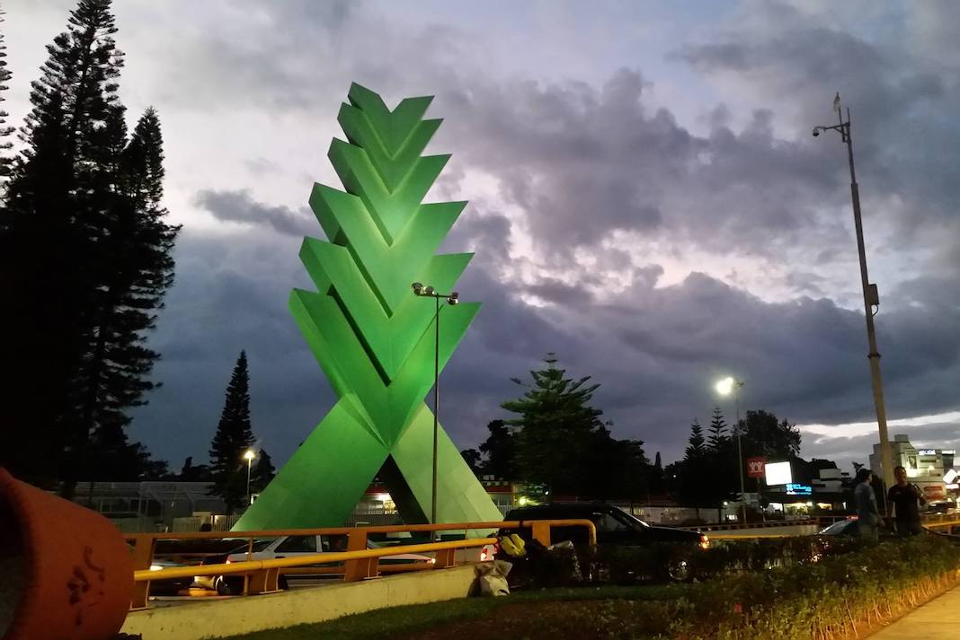 Araucaria Xalapa