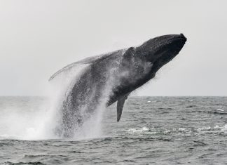 El canto de las ballenas tiene una similitud con el lenguaje humano