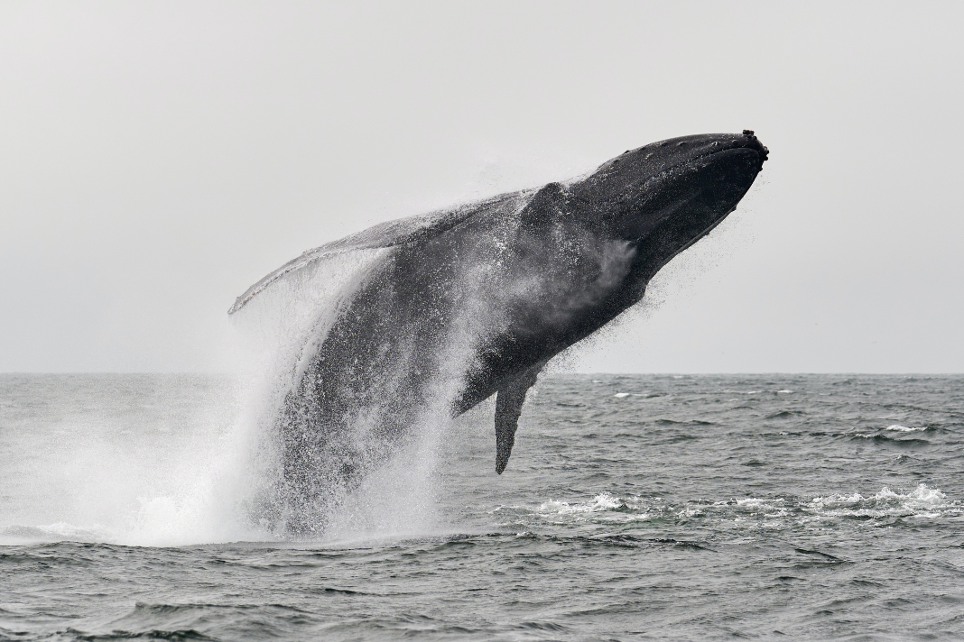 BALLENA