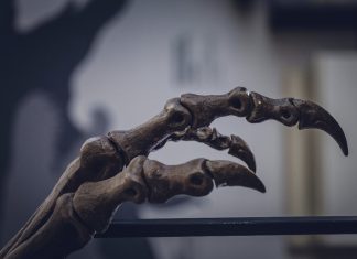Hallan dinosaurio gigante en Tailandia