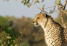 Leopardo entre en vivienda y permanece oculto bajo una cama (VIDEO)