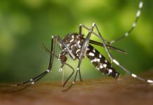 Alerta en Veracruz: el dengue acecha con la llegada de las lluvias