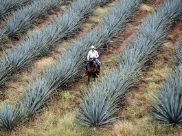 Tequila reposado, expresión que en 1974 marcó un hito