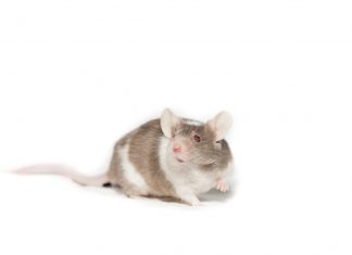 Crean ratones de laboratorio con dos padres biológicos