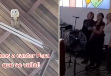 Video viral: Buscan ahuyentar a lechuza en iglesia; ella prefiere ponerse a bailar