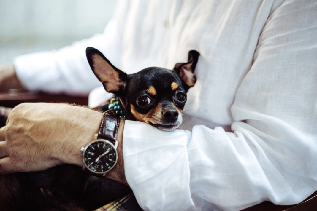PERRO-CHIHUAHUA