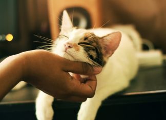 ¿Por qué ronronean los gatos? La ciencia ofrece varias explicaciones