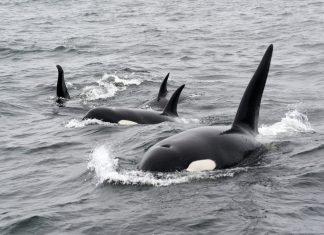 Descubren que las orcas madres pagan un alto precio por criar a sus hijos macho