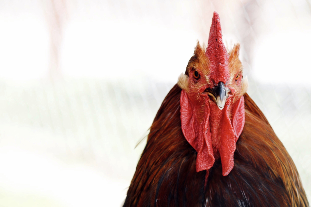 POLLO-1