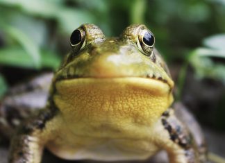 Expertas mexicanas buscan en moléculas en ranas para combatir enfermedades inflamatorias