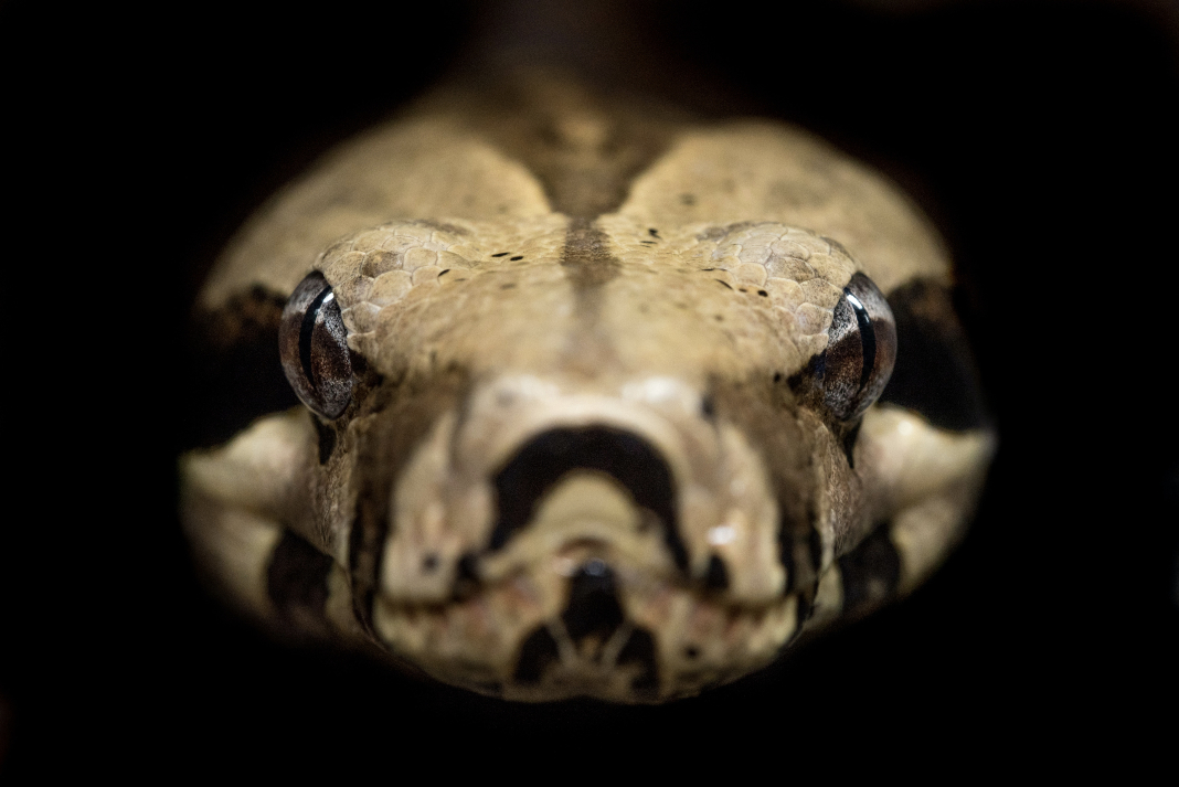 SERPIENTE