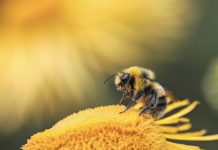 UNAM elabora trampas acústicas para atrapar moscas y abejas sin lastimarlas
