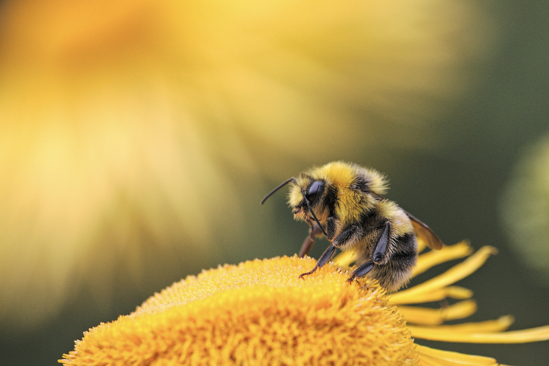 ABEJA