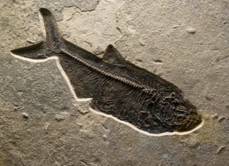 Los restos de un ictiosaurio ‘demasiado’ antiguo sitúan su origen antes de los dinosaurios