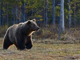 Un ‘oso alpinista’ escala una pared rocosa