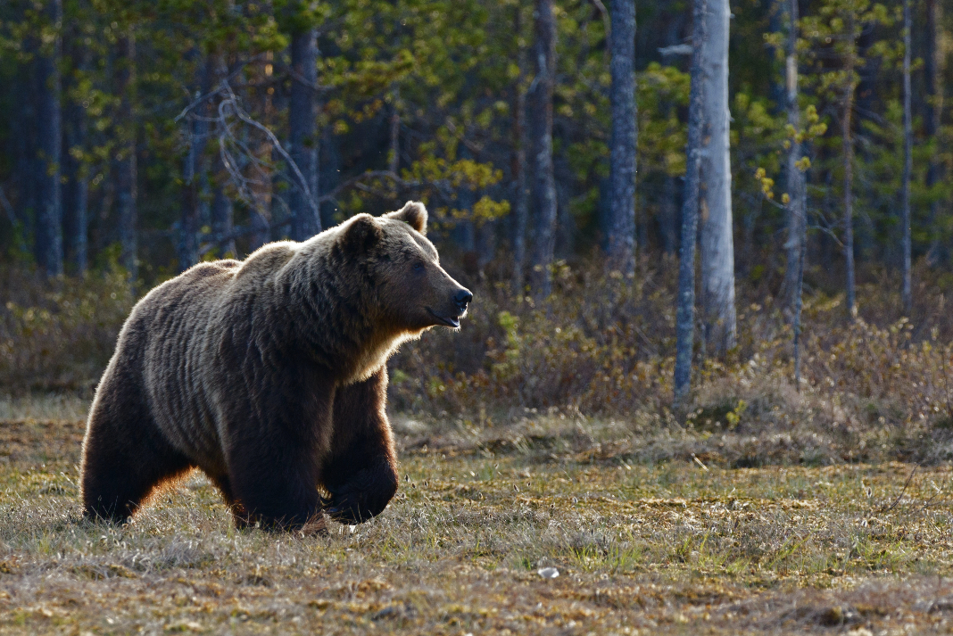 OSO