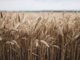 Rusia está entre los 20 mayores exportadores de alimentos del mundo