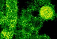 Diseñan nanoanillos de proteínas capaces de detectar y neutralizar el COVID-19