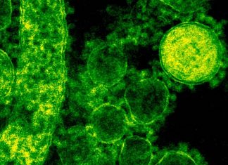 Diseñan nanoanillos de proteínas capaces de detectar y neutralizar el COVID-19