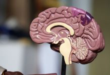 Prueban con éxito en ratones una inmunoterapia celular para tratar el Alzhéimer