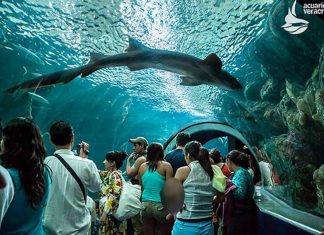Acuario de Veracruz espera mayor afluencia de visitantes este fin de año
