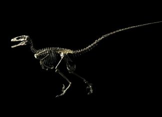 Así eran los dinosaurios y las aves de la Patagonia prehistórica