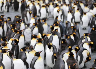 Microbiota de los pingüinos, esperanza inmunológica contra la malaria o la leishmaniosis