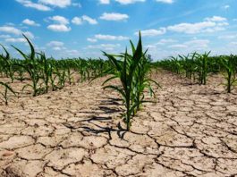 El fenómeno de El Niño causará inundaciones y sequías en México